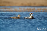 Spectacled Eider (Somateria fischeri)