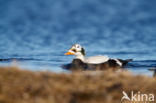 Spectacled Eider (Somateria fischeri)