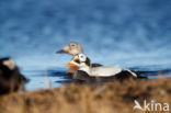 Spectacled Eider (Somateria fischeri)