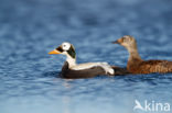 Spectacled Eider (Somateria fischeri)