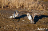 Semipalmated Sandpiper (Calidris pusilla)