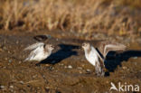 Grijze Strandloper (Calidris pusilla)