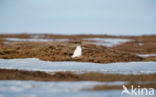 Snowy Owl (Bubo scandiacus)