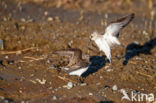 Grijze Strandloper (Calidris pusilla)