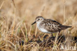 Semipalmated Sandpiper (Calidris pusilla)