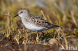 Grijze Strandloper (Calidris pusilla)