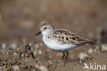 Grijze Strandloper (Calidris pusilla)