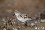 Grijze Strandloper (Calidris pusilla)