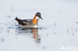 Red-necked Phalarope (Phalaropus lobatus)