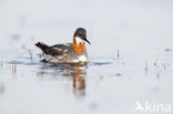 Red-necked Phalarope (Phalaropus lobatus)