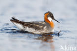 Red-necked Phalarope (Phalaropus lobatus)