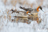 Red-necked Phalarope (Phalaropus lobatus)