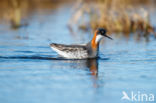 Red-necked Phalarope (Phalaropus lobatus)