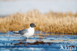 Sabine s Gull (Xema sabini)