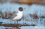 Sabine s Gull (Xema sabini)