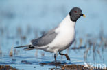 Sabine s Gull (Xema sabini)