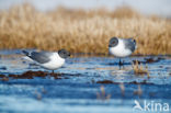 Sabine s Gull (Xema sabini)