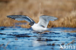 Sabine s Gull (Xema sabini)