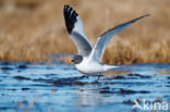Sabine s Gull (Xema sabini)