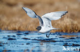 Sabine s Gull (Xema sabini)