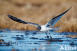 Sabine s Gull (Xema sabini)