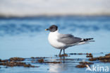 Sabine s Gull (Xema sabini)