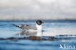 Sabine s Gull (Xema sabini)