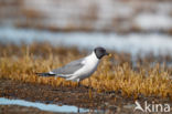 Sabine s Gull (Xema sabini)