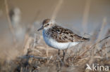 Semipalmated Sandpiper (Calidris pusilla)