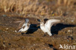 Grijze Strandloper (Calidris pusilla)