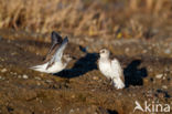 Semipalmated Sandpiper (Calidris pusilla)