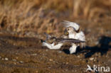 Grijze Strandloper (Calidris pusilla)