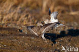 Semipalmated Sandpiper (Calidris pusilla)