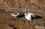 Grijze Strandloper (Calidris pusilla)