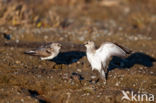 Semipalmated Sandpiper (Calidris pusilla)