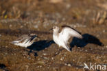 Grijze Strandloper (Calidris pusilla)