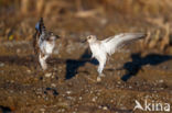 Semipalmated Sandpiper (Calidris pusilla)