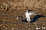 Grijze Strandloper (Calidris pusilla)