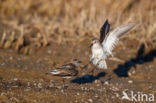 Grijze Strandloper (Calidris pusilla)