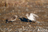 Grijze Strandloper (Calidris pusilla)