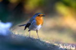 European Robin (Erithacus rubecula)