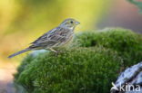 Yellowhammer (Emberiza citrinella)