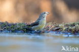 Red Crossbill (Loxia curvirostra)