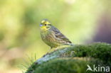 Geelgors (Emberiza citrinella)