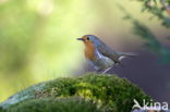 European Robin (Erithacus rubecula)