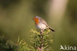 European Robin (Erithacus rubecula)