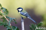 Great Tit (Parus major)