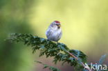 Lesser Redpoll (Carduelis flammea cabaret)