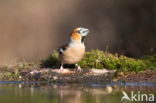 Appelvink (Coccothraustes coccothraustes)