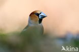 Hawfinch (Coccothraustes coccothraustes)